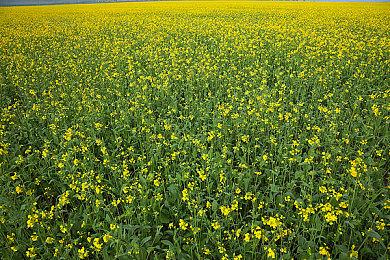 《光与影：33号远征队》预告片展示独特背景设定